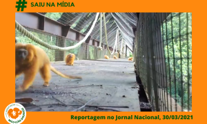 Mico-leão-dourado e passagens de fauna são destaque no Jornal Nacional