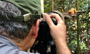 Concurso de fotos do Dia do Mico-Leão-Dourado 2023!