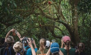 Expedição do Projeto Dragonfly acompanha trabalho da AMLD pela conservação do mico-leão-dourado