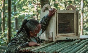 Micos-leões-dourados resgatados na África, vítimas do tráfico internacional, voltam à natureza