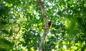 Vítimas do tráfico internacional, micos-leões-dourados resgatados são monitorados na Mata Atlântica do RJ 