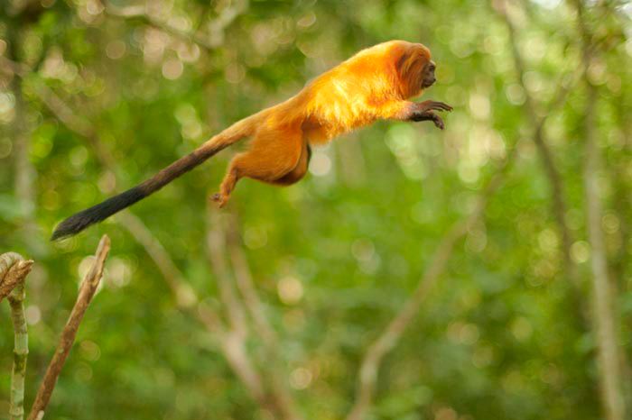 Ensaio fotográfico de Mico-leão-dourado, por Haroldo Palo Jr.