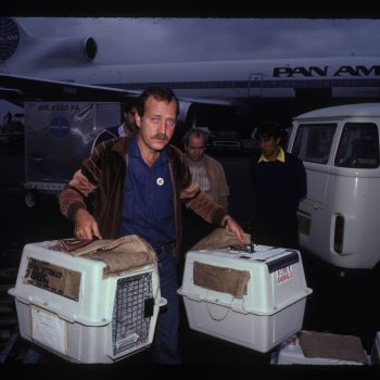 Reintrodução de mico-leão-dourado a Reserva Biológica Poço das Antas. Desembarque no Aeroporto Intenacional do Galeão, Rio de Janeiro, em 1985. Na foto, vemos Dionizio Pessamillio, primeiro chefe da Reserva Biológica poço das Antas.